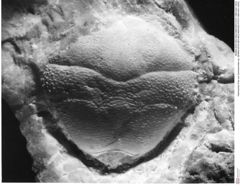 Historisches Foto von Goniodromites sp. (NHMW-AFW-GEO-BACHMAYER-FOTO-1990-0041-0024)